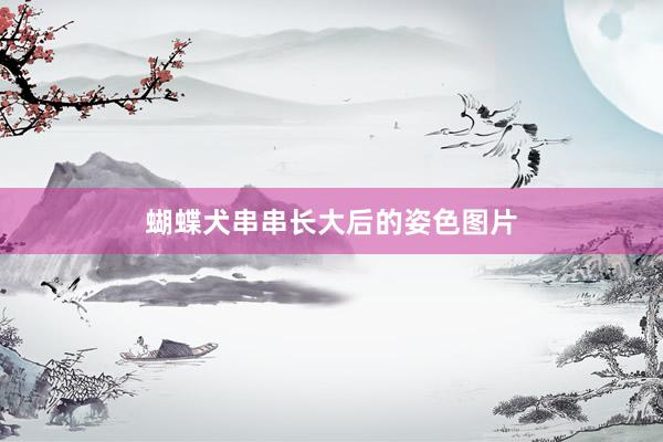 蝴蝶犬串串长大后的姿色图片